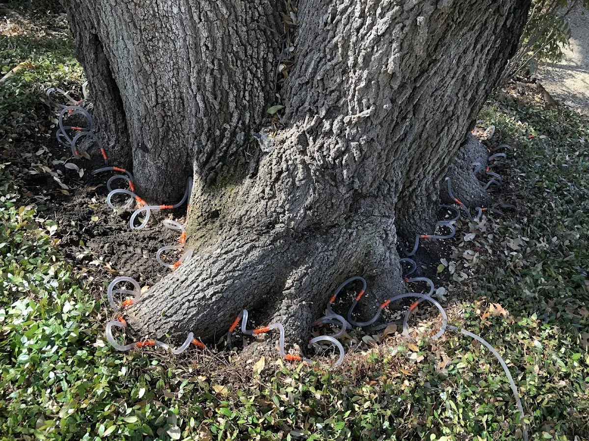 Detailed Tree Cabling and Bracing job site in Geronimo